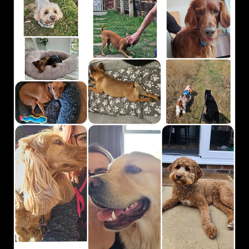 Braintree Canine Retreat