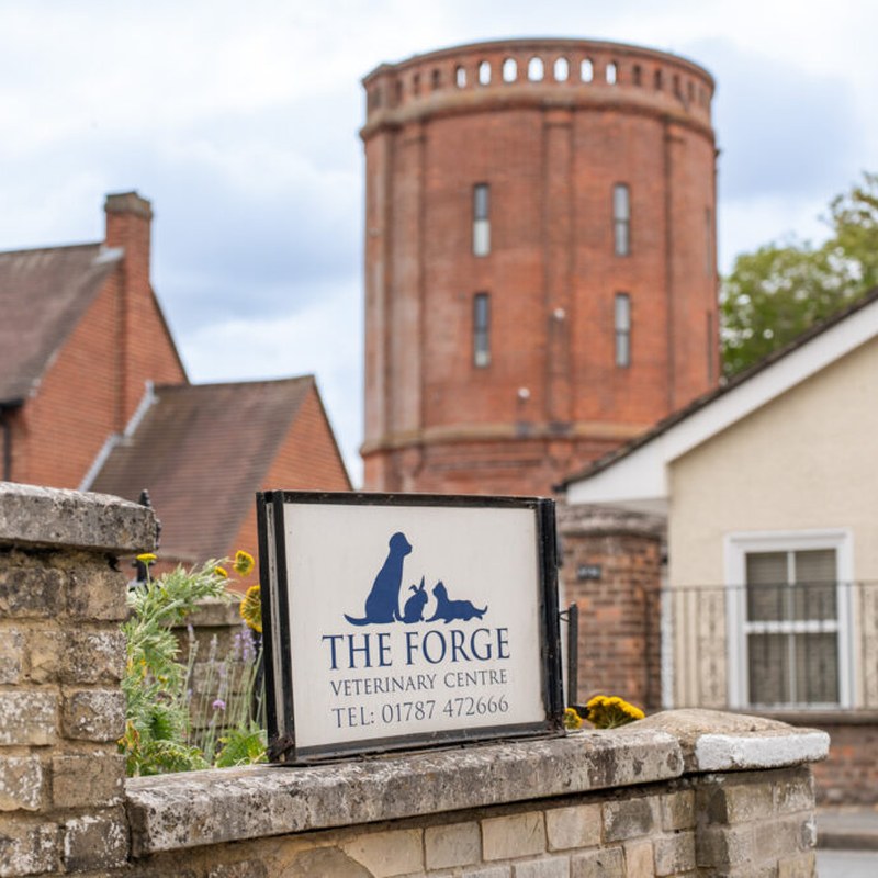 Forge Vets